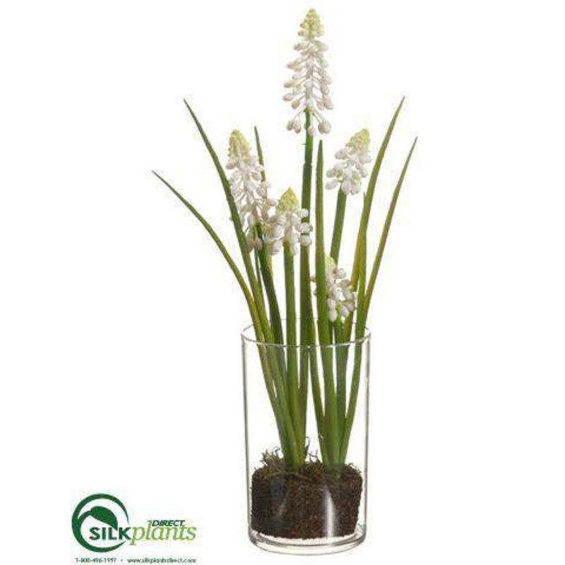 Grape Hyacinth – White – Pack of 12