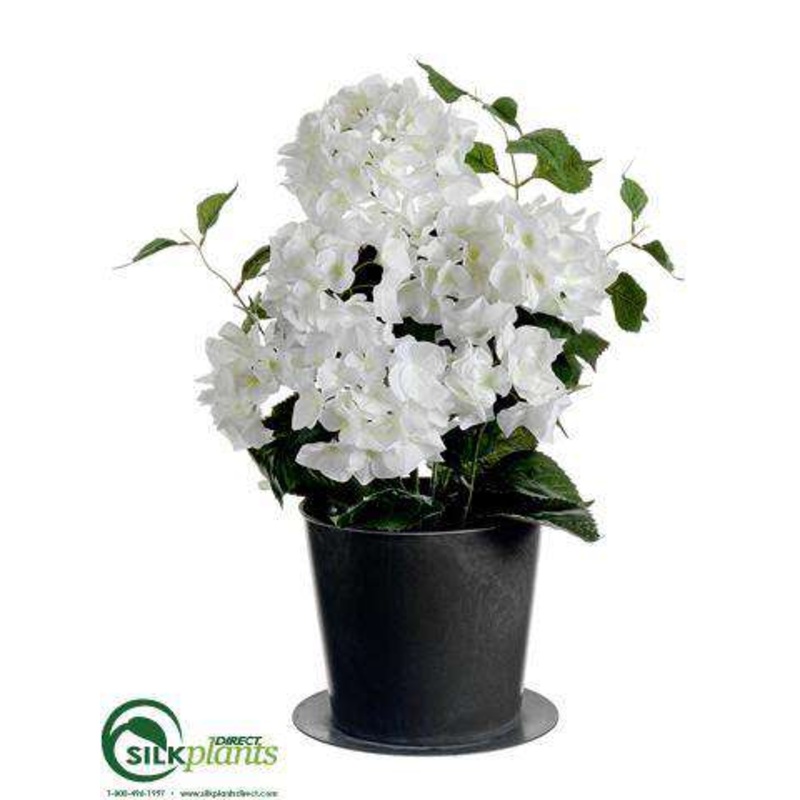 Hydrangea Bush – Cream White – Pack of 1