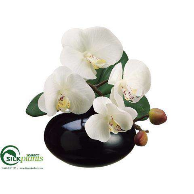 Phalaenopsis Orchid – Cream Yellow – Pack of 6