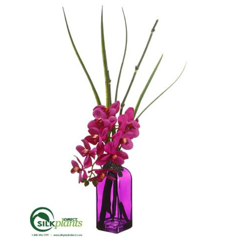 Phalaenopsis Orchid – Orchid – Pack of 6