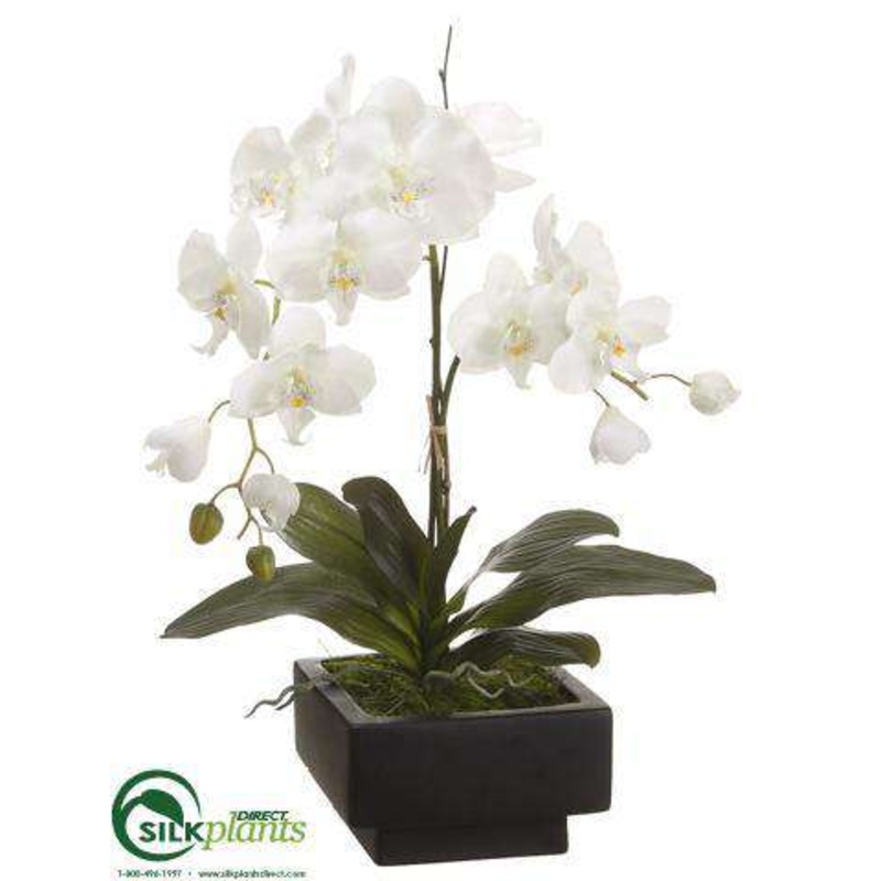 Phalaenopsis Orchid Plant – Cream Green – Pack of 1