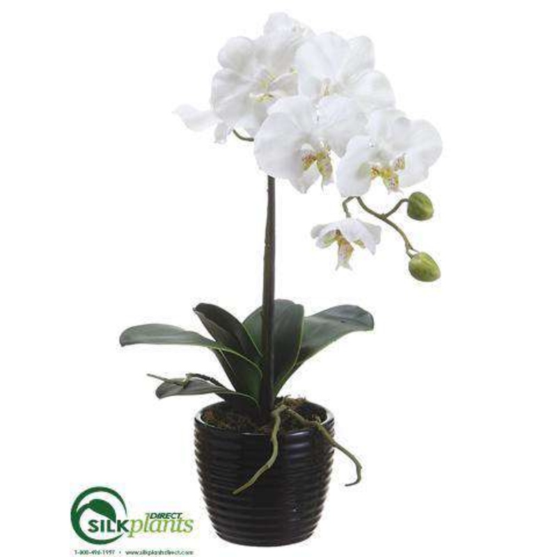 Phalaenopsis Orchid Plant – Cream – Pack of 6