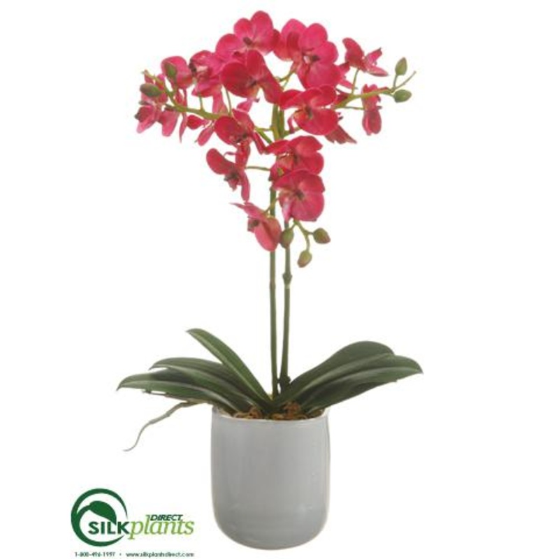 Phalaenopsis Orchid Plant – Fuchsia – Pack of 1