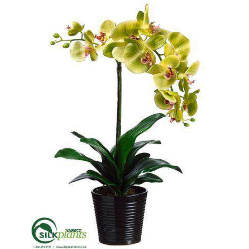 Phalaenopsis Orchid Plant – Green Burgundy – Pack of 4