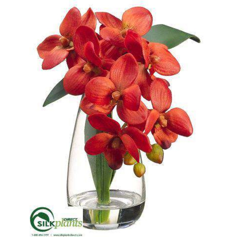 Phalaenopsis Orchid Plant – Orange – Pack of 4