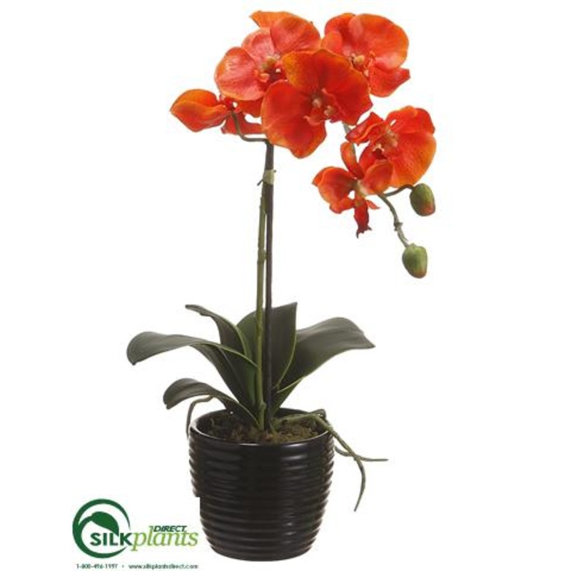 Phalaenopsis Orchid Plant – Orange – Pack of 6