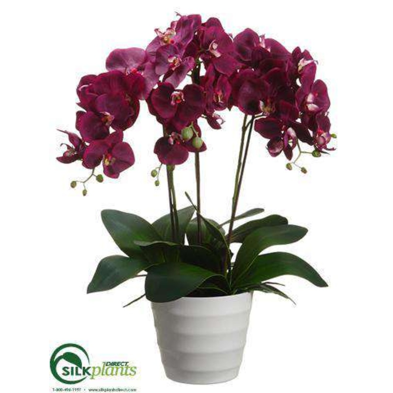 Phalaenopsis Orchid Plant – Orchid – Pack of 2