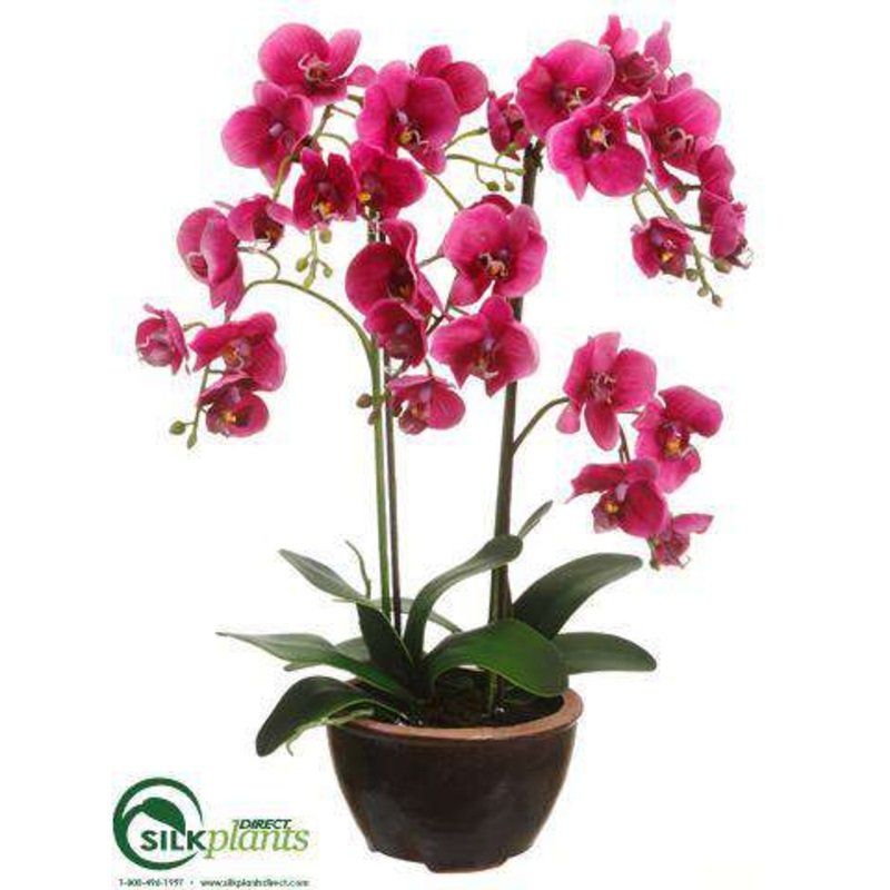 Phalaenopsis Orchid Plant – Orchid – Pack of 3