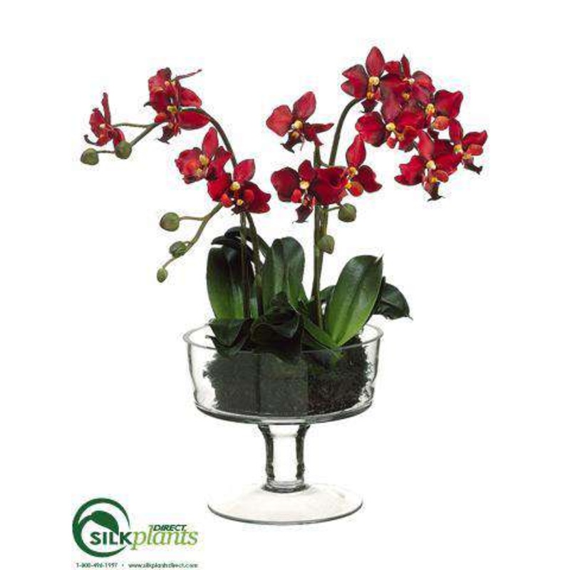 Phalaenopsis Orchid Plant – Red – Pack of 1
