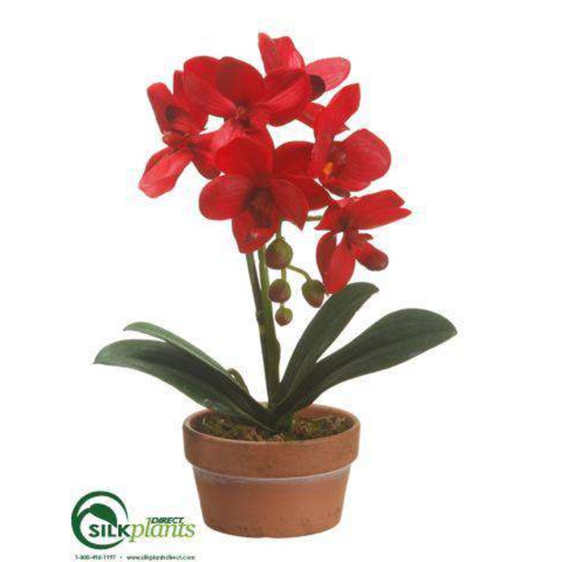 Phalaenopsis Orchid Plant – Red – Pack of 4