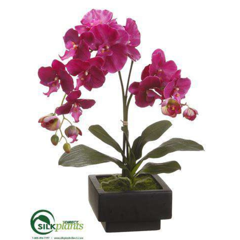 Phalaenopsis Orchid Plant – Violet – Pack of 1