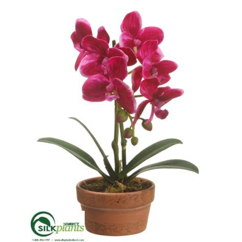 Phalaenopsis Orchid Plant – Violet – Pack of 4
