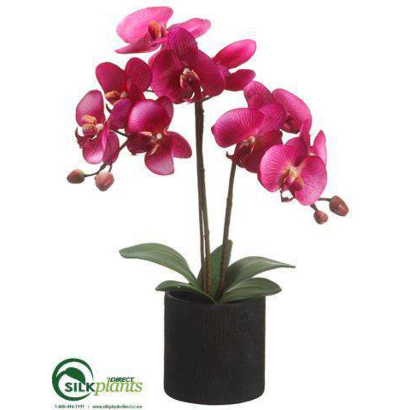 Phalaenopsis Orchid Plant – Violet Two Tone – Pack of 6
