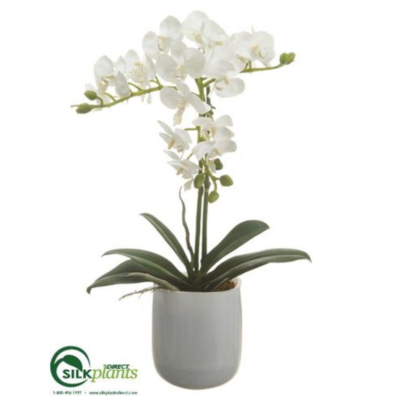 Phalaenopsis Orchid Plant – White – Pack of 1