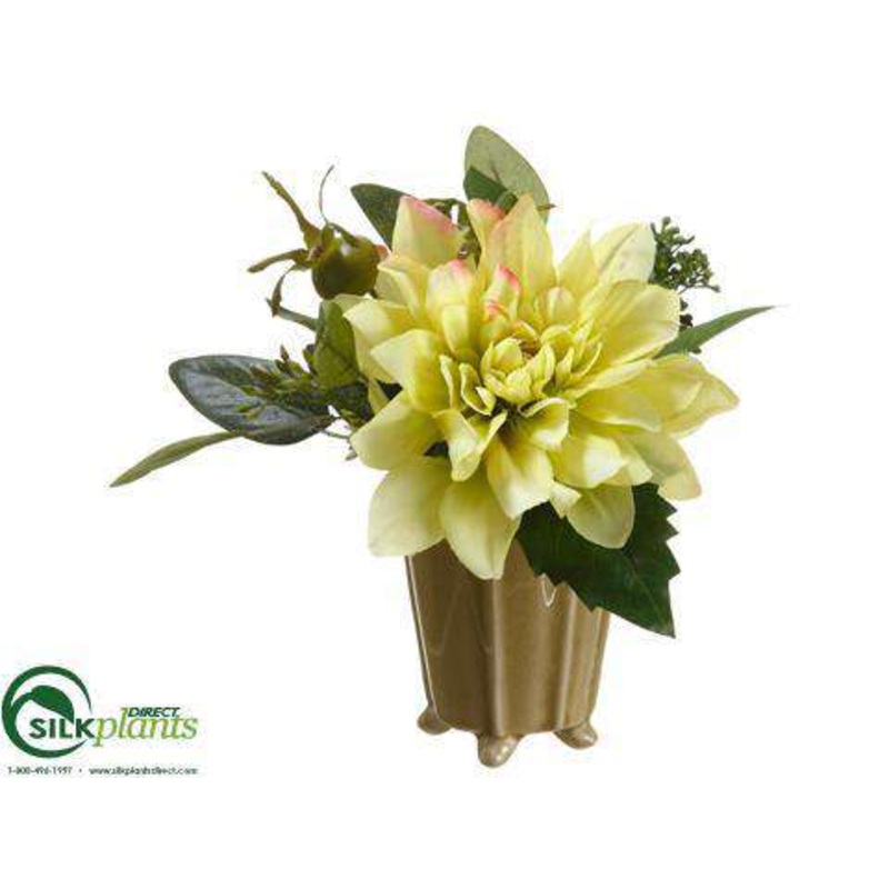 Dahlia, Sedum – Green – Pack of 6