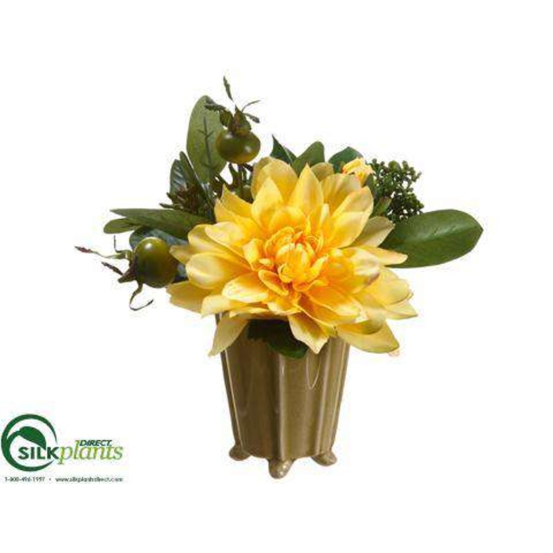 Dahlia, Sedum – Yellow – Pack of 6