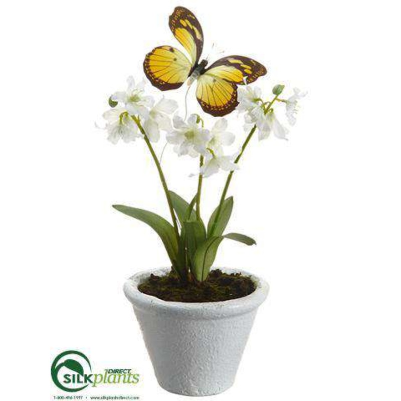 Dancing Primrose – White – Pack of 6