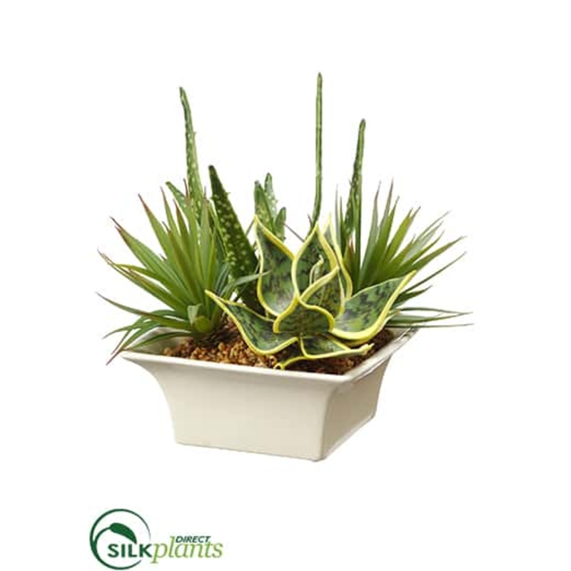 Echeveria, Aloe, Agave – Green – Pack of 1