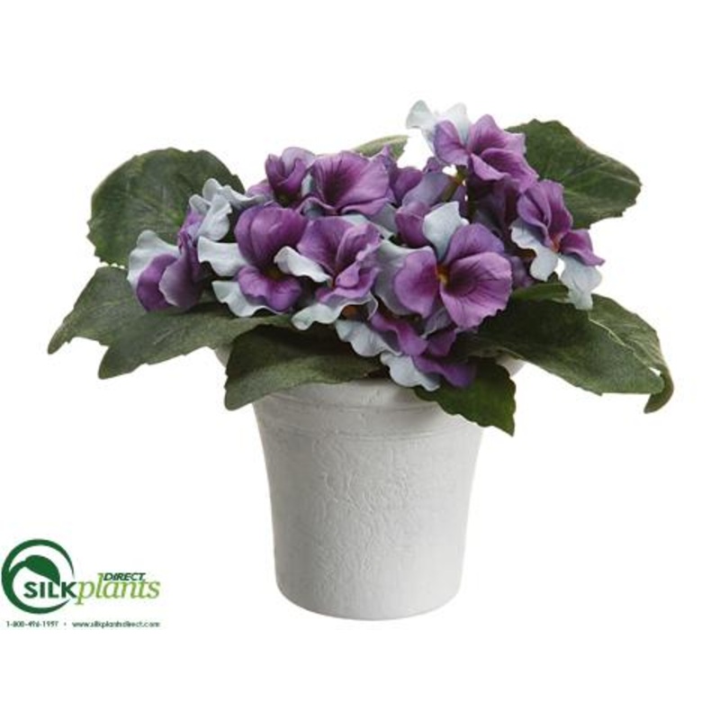 Pansy – Violet Lavender – Pack of 12