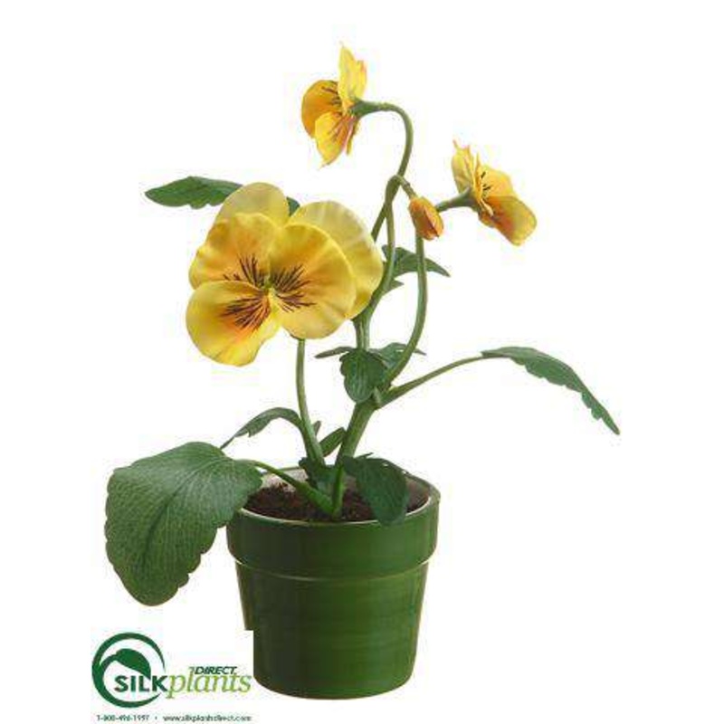Pansy – Yellow – Pack of 12