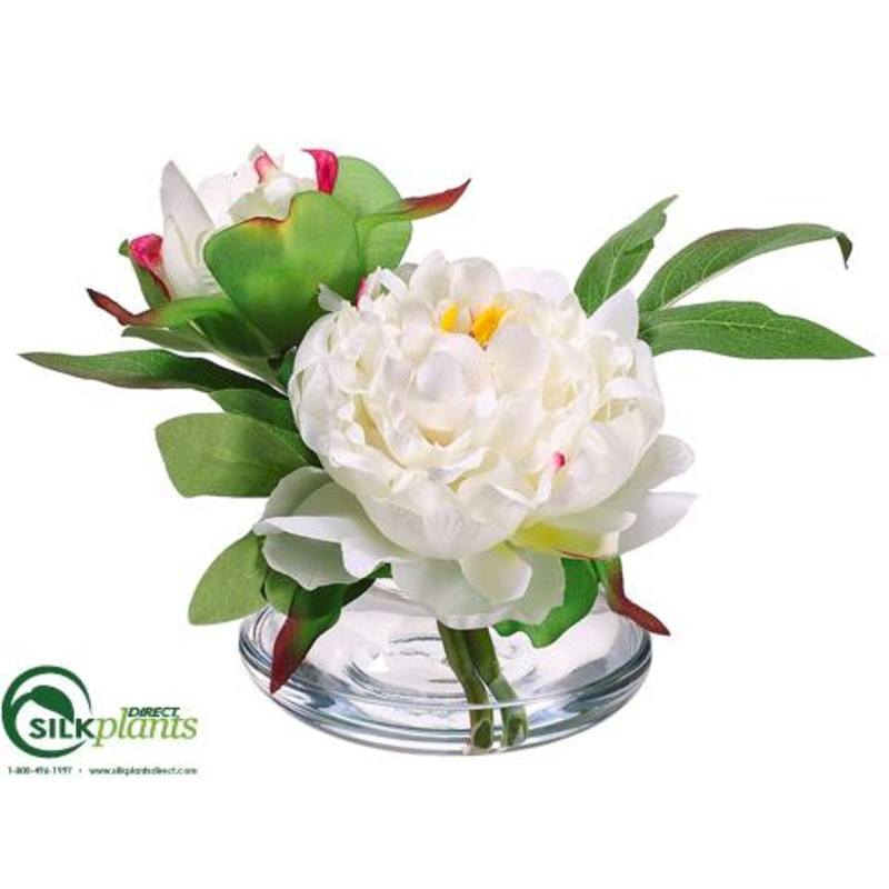 Peony – Cream Beauty – Pack of 6