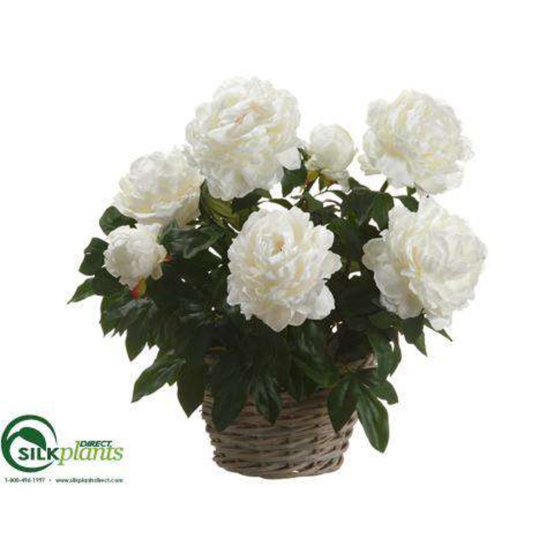 Peony – Cream – Pack of 1
