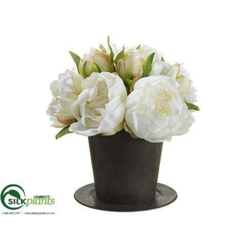 Peony – White – Pack of 6