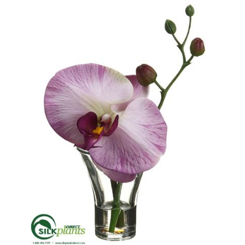 Phalaenopsis Orchid – Lavender – Pack of 12