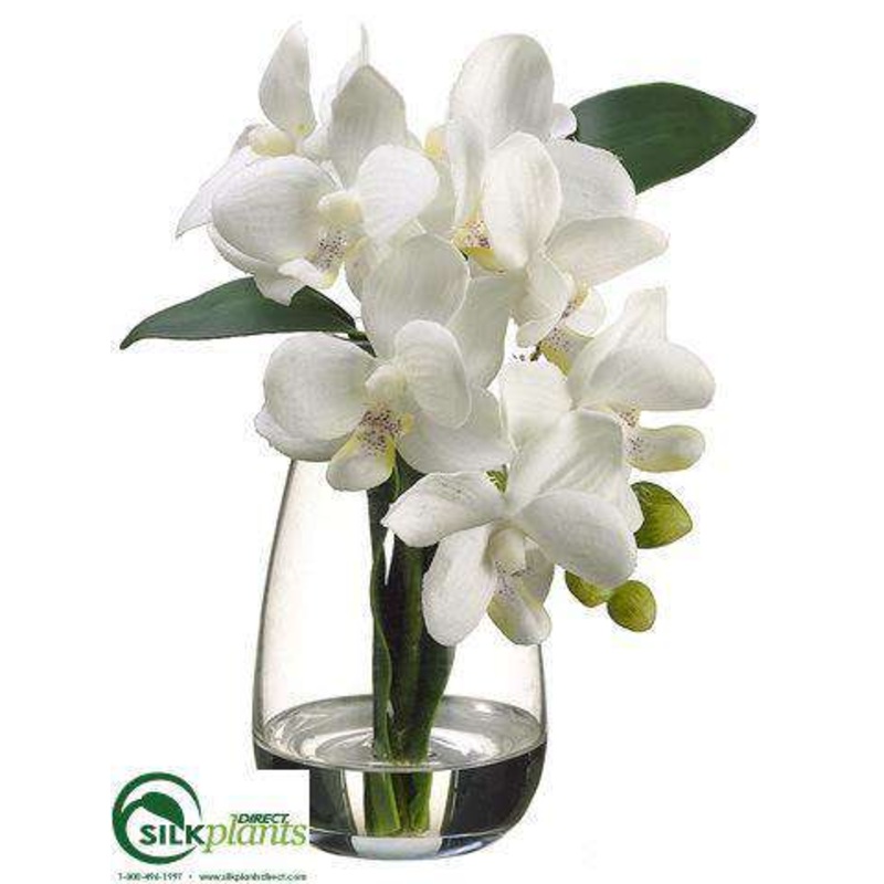 Phalaenopsis Orchid Plant – Cream – Pack of 4