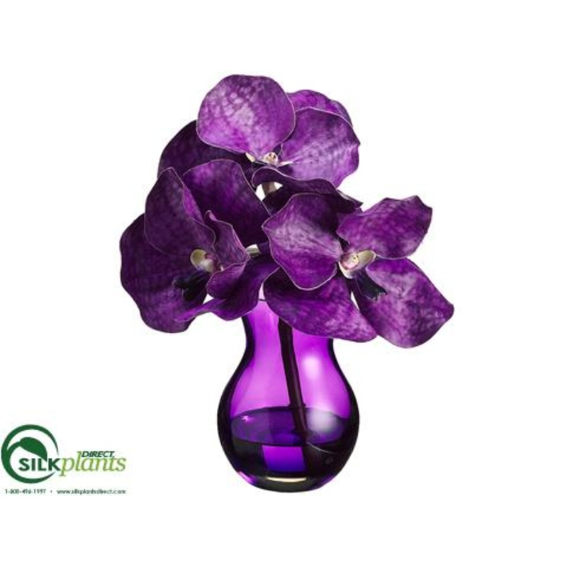 Phalaenopsis Orchid – Purple – Pack of 4
