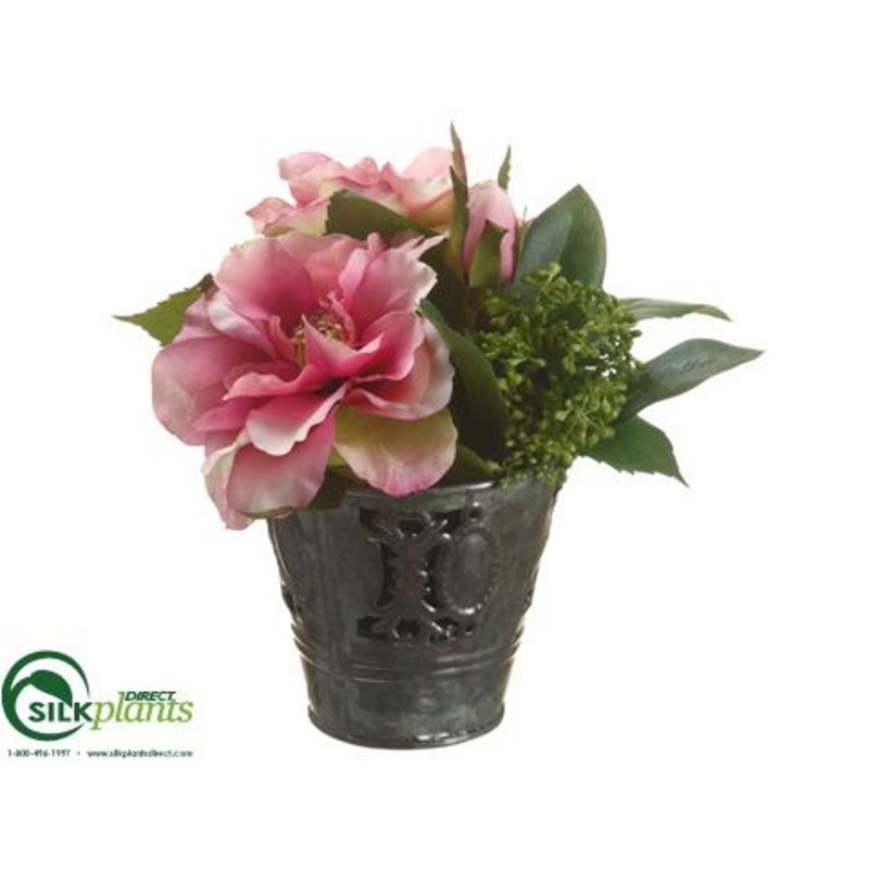 Rose, Sedum – Orchid Green – Pack of 6