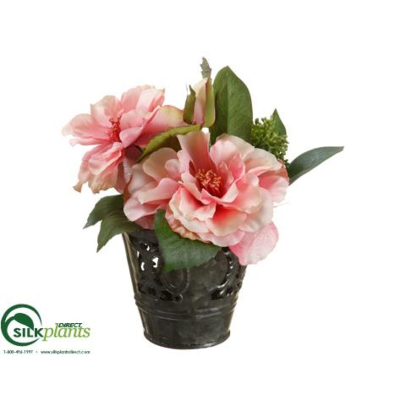 Rose, Sedum – Rose Pink – Pack of 6