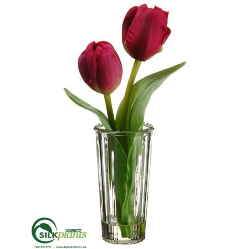 Tulip – Beauty – Pack of 12