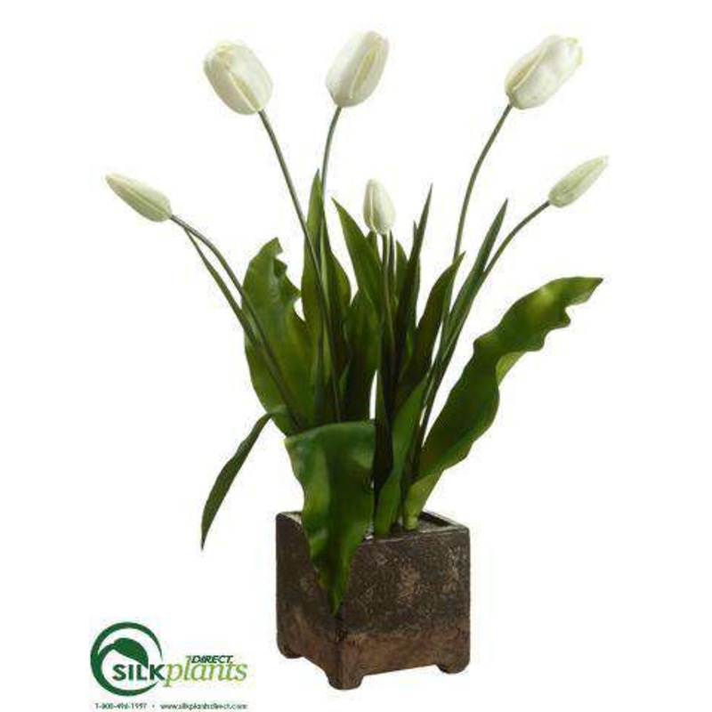 Tulip – Cream Green – Pack of 1
