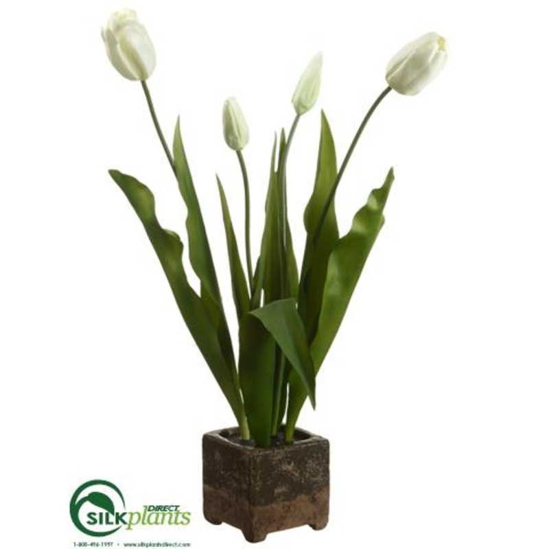 Tulip – Cream Green – Pack of 2