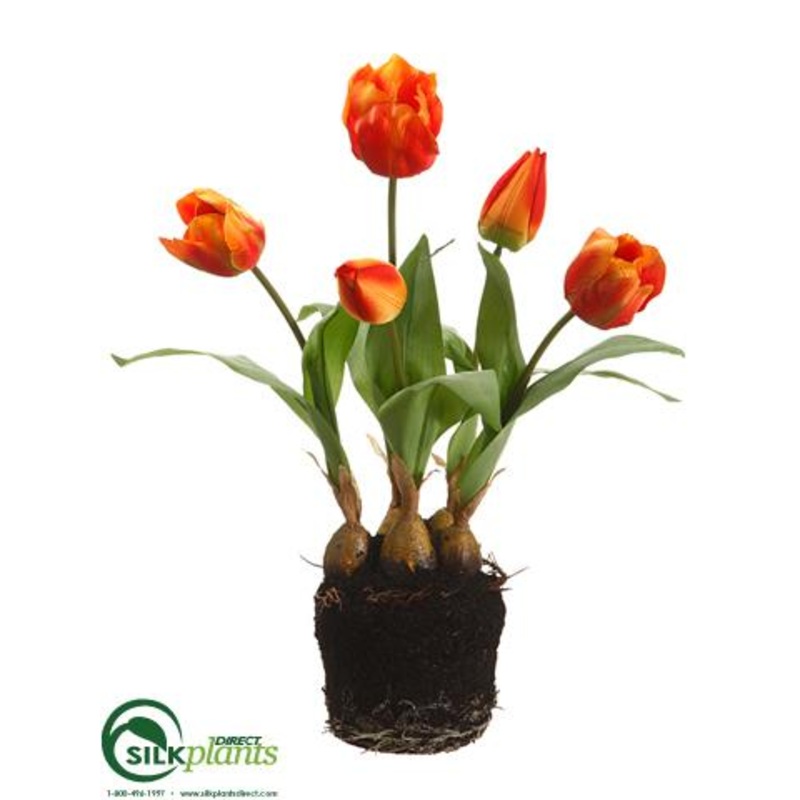 Tulip – Flame – Pack of 6