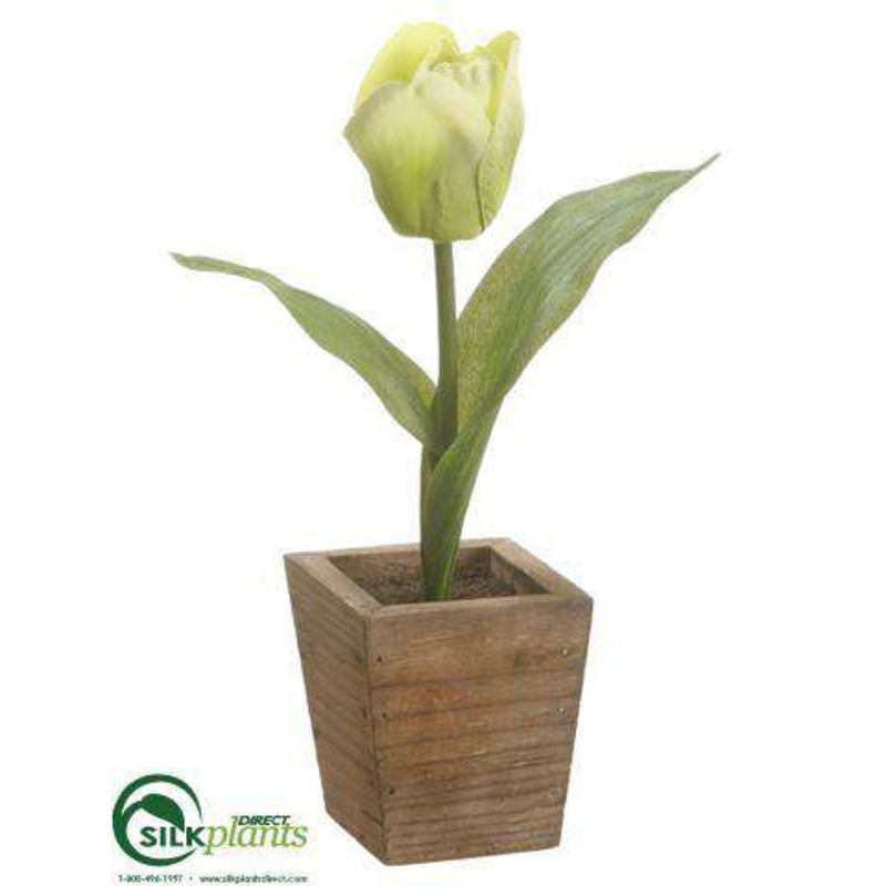 Tulip – Green – Pack of 12