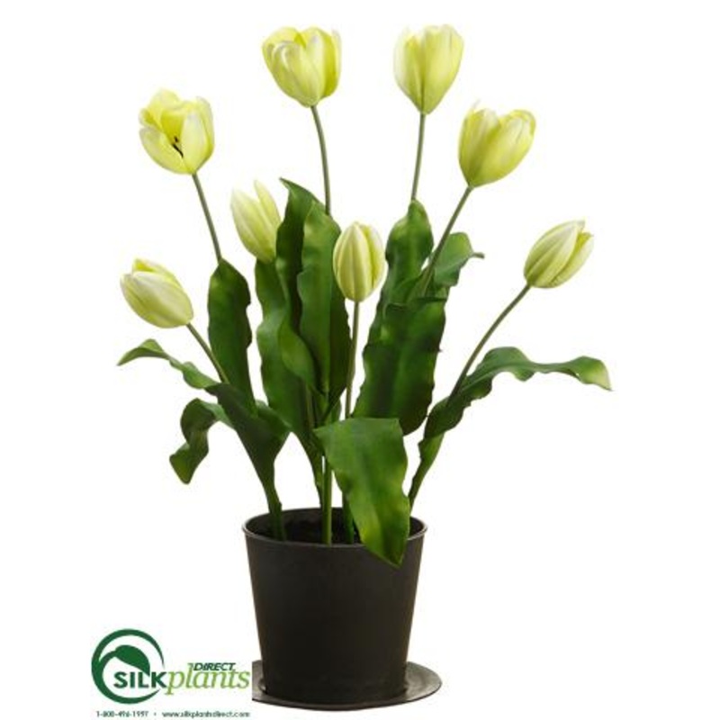 Tulip – Green – Pack of 2