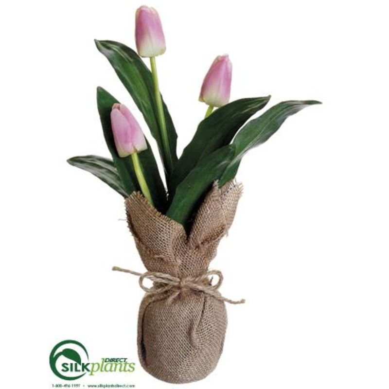 Tulip – Lilac – Pack of 12