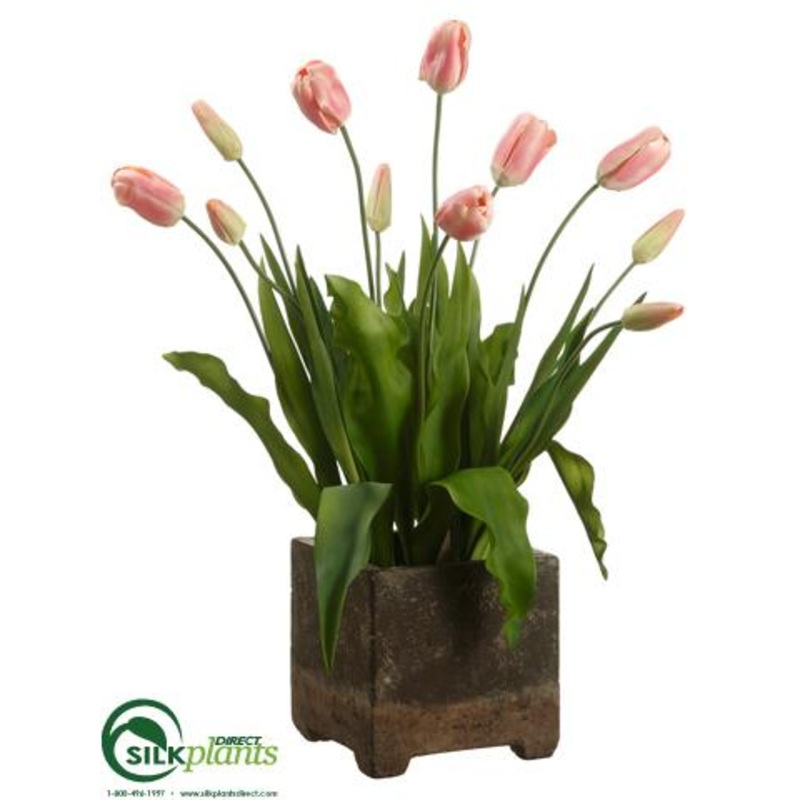 Tulip – Pink Green – Pack of 1