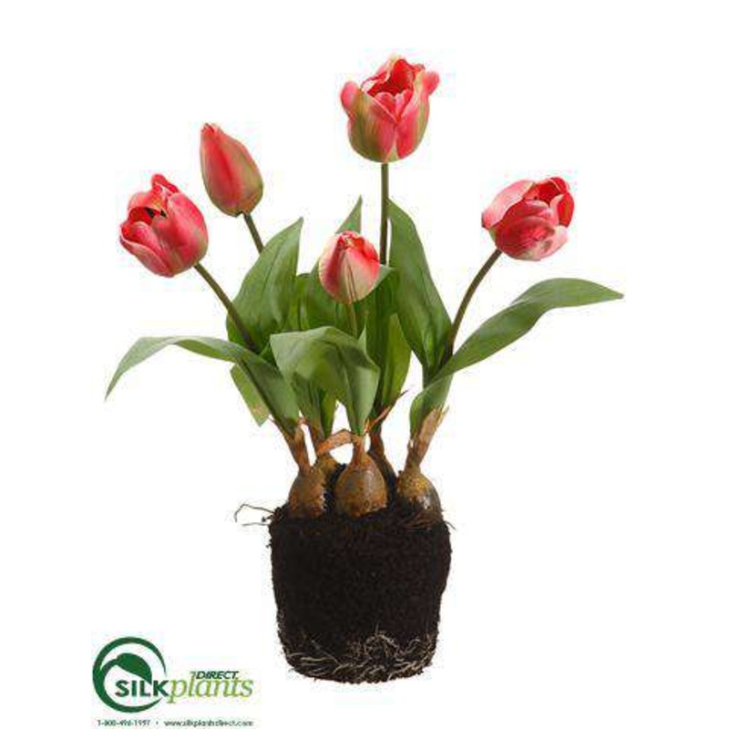 Tulip – Pink Green – Pack of 6