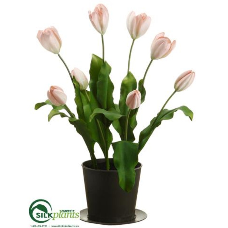 Tulip – Pink Light – Pack of 2