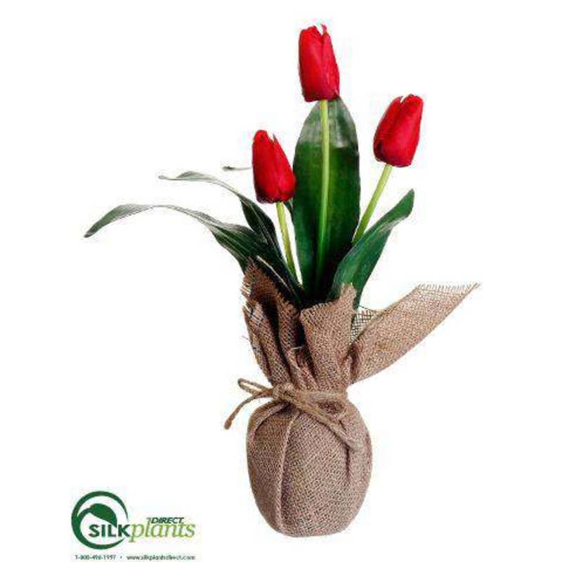 Tulip – Red – Pack of 12