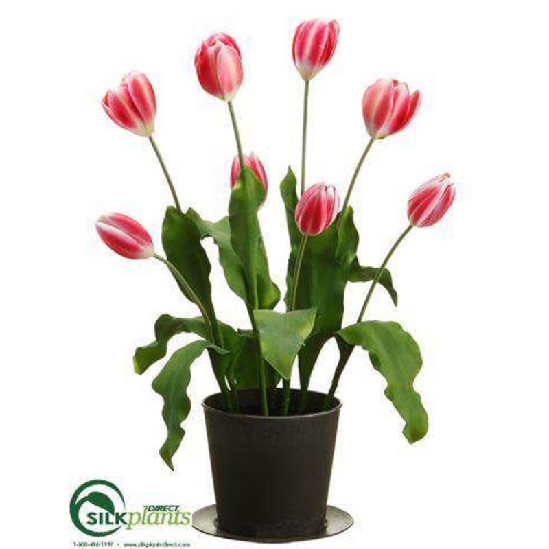 Tulip – Watermelon – Pack of 2