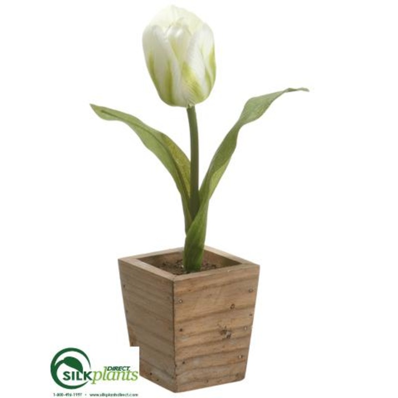 Tulip – White Green – Pack of 12