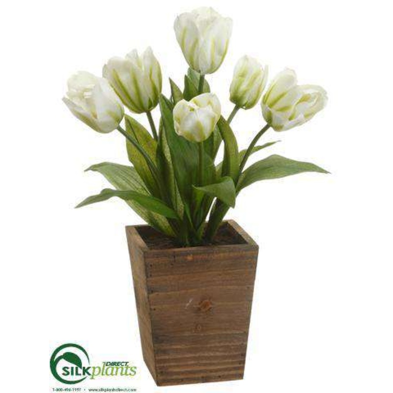 Tulip – White Green – Pack of 4