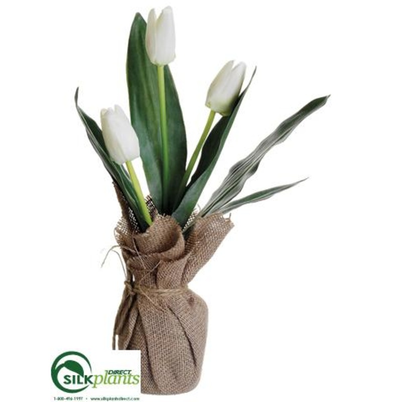 Tulip – White – Pack of 12
