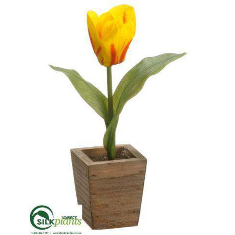 Tulip – Yellow Flame – Pack of 12