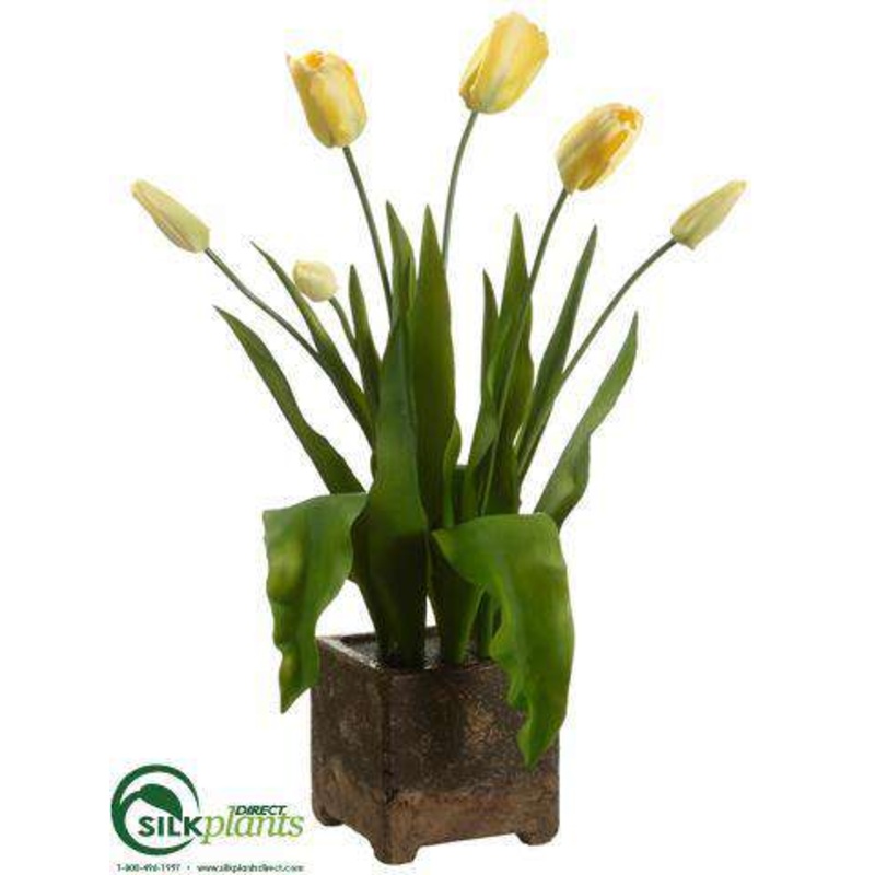 Tulip – Yellow Green – Pack of 1