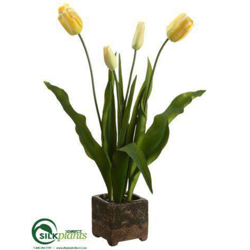 Tulip – Yellow Green – Pack of 2